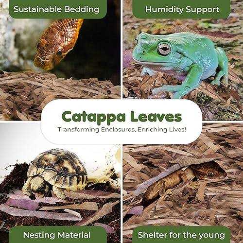 Dwarf Frog Mini Catappa Leaves O450964