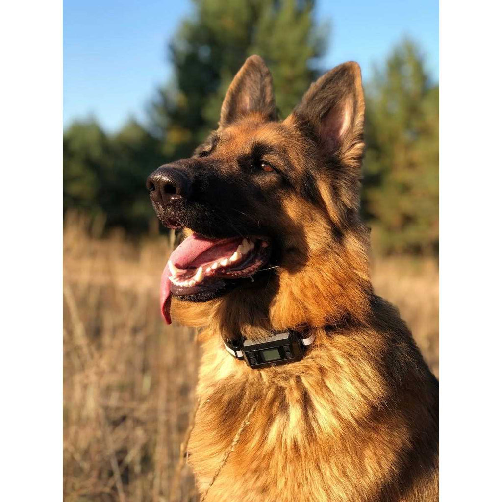 Wireless GPS Dog Fence M949