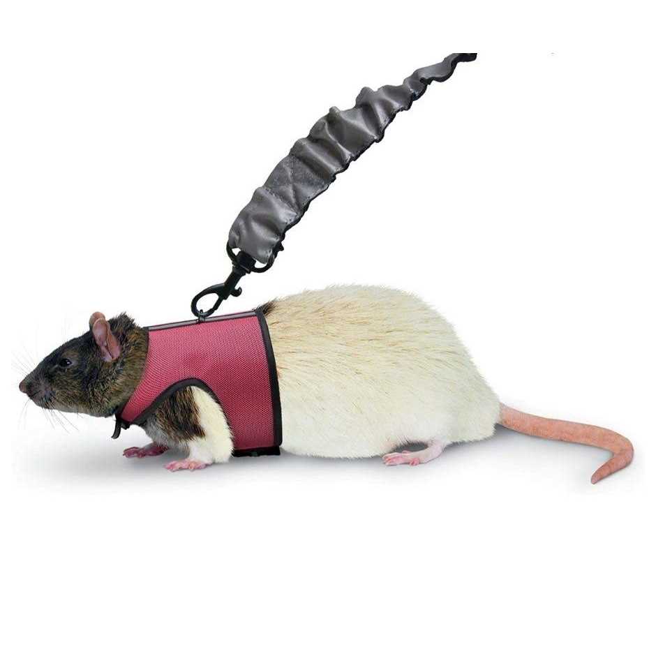 Comfort Harness Stretchy Leash Q228