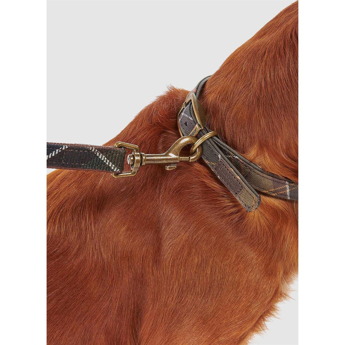Tartan Webbing Collar H28338