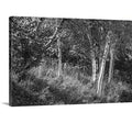 Canvas Print 40x22 H x 60x22 W x 1.5x22 D C2411