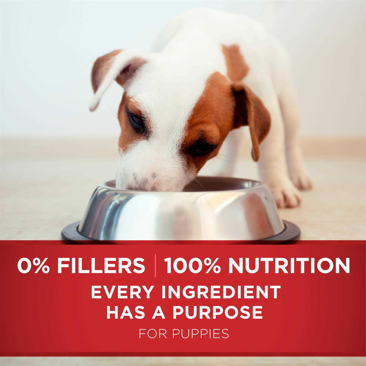 Dry Dog Food R185701