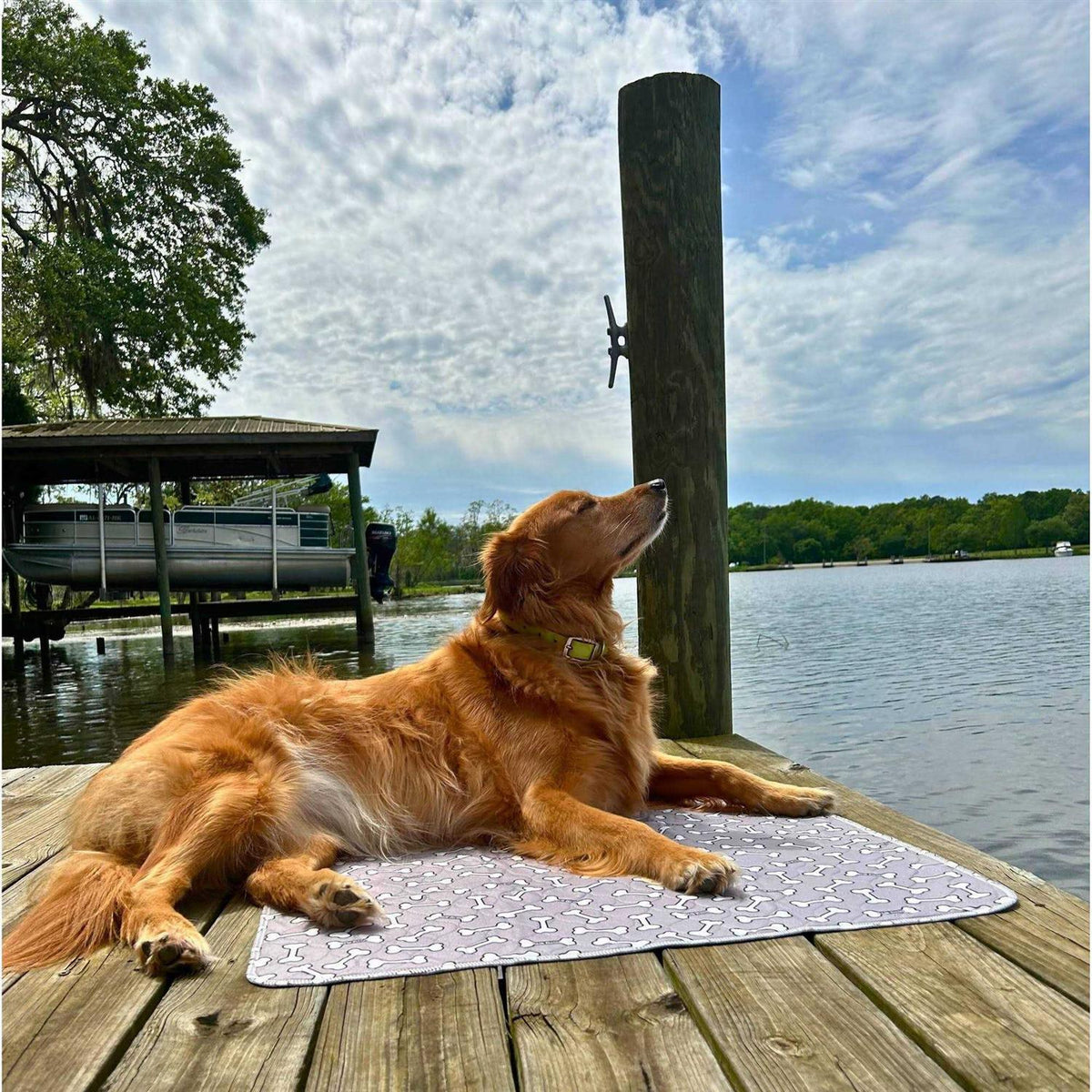 Bone Print Washable Reusable Pee Pads for Dogs X480