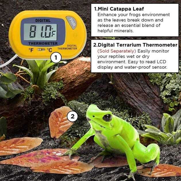 Dwarf Frog Mini Catappa Leaves O450964