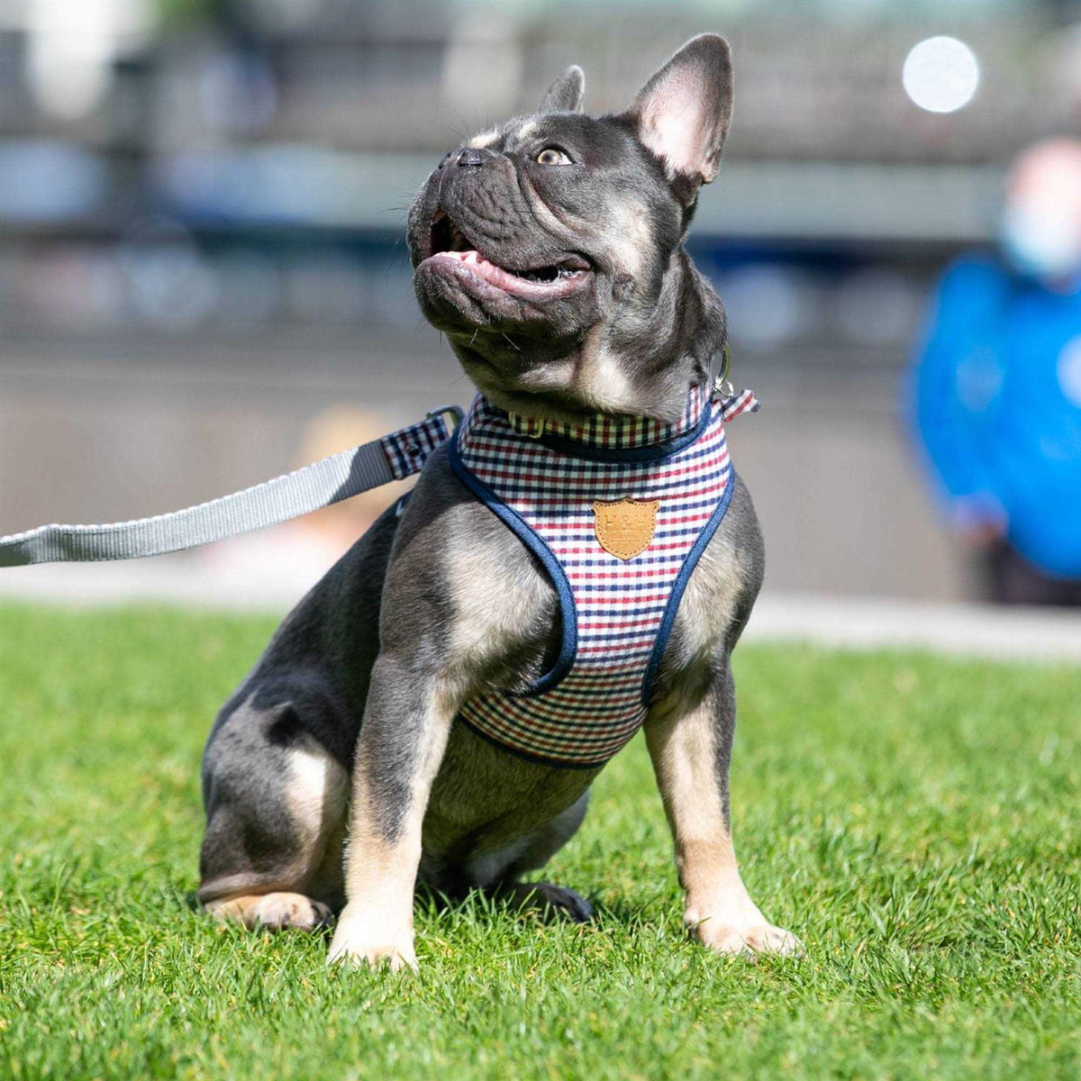Nylon Dog Collar X142468